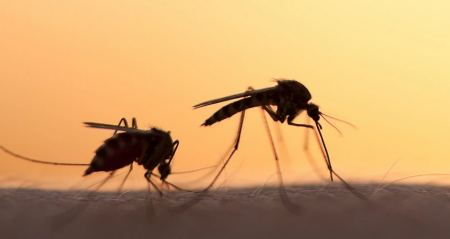 Οι οδηγίες του ΕΟΔΥ για τα κουνούπια – «Προφυλαχθείτε από τον ιό του Δυτικού Νείλου»