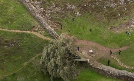 Βρετανία: Δίωξη σε βάρος 2 ανδρών πιο έκοψαν το Sycamore Gap, το πιο εμβληματικό δέντρο της χώρας