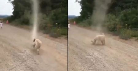 Ατρόμητος σκύλος σταμάτησε ανεμοστρόβιλο και έγινε viral! (ΒΙΝΤΕΟ)
