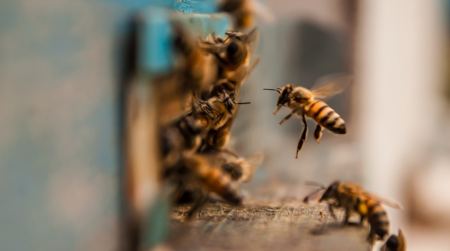 Άφωνη μητέρα: Ανακάλυψε σμήνος 50.000 μελισσών στο δωμάτιο του παιδιού της (ΒΙΝΤΕΟ)