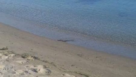 Τρόμος σε παραλία στα Τέμπη: Φίδι κολυμπούσε στη θάλασσα