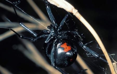 Στο νοσοκομείο 35χρονος από τσίμπημα της αράχνης «Μαύρη Χήρα»