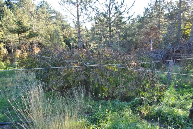 FOTO%204 | Lamianow.gr