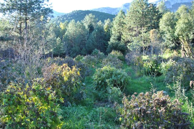 FOTO%206 | Lamianow.gr