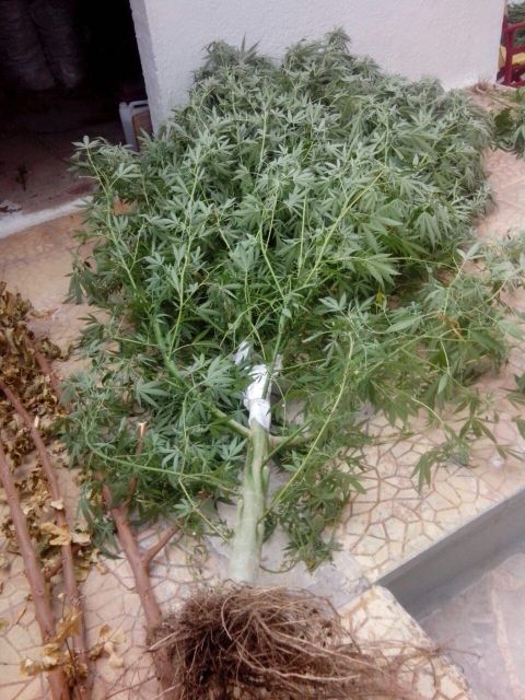 FOTO 2 | Lamianow.gr