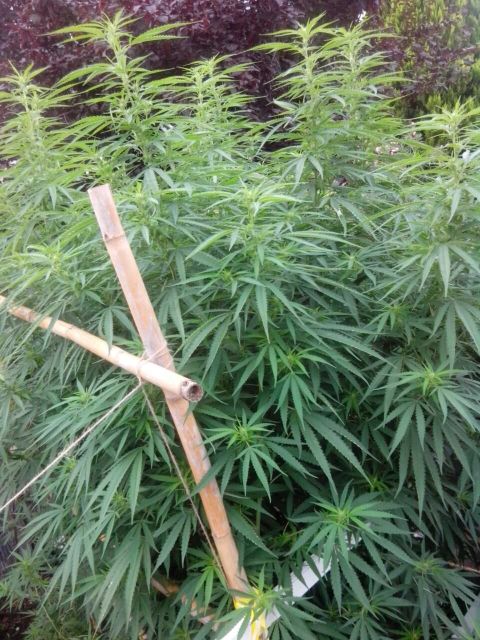 FOTO 3 | Lamianow.gr