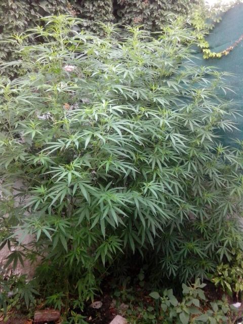 FOTO 5 | Lamianow.gr