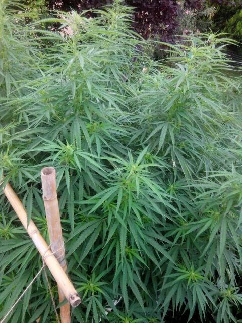 FOTO 6 | Lamianow.gr