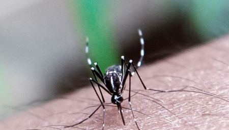 Υπουργείο Υγείας: Συναγερμός για τα κουνούπια που μεταδίδουν Δάγκειο, Ζίκα και Τσικουνγκούνια