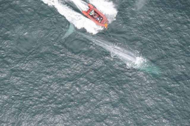 Έκαναν καρδιογράφημα σε γαλάζια φάλαινα στην θάλασσα! video