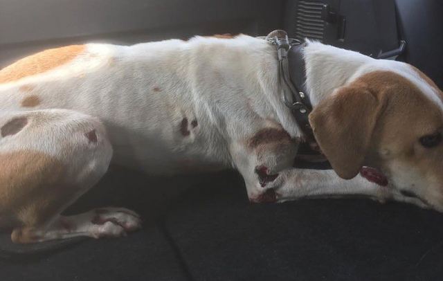 Έσερνε το σκύλο με το αμάξι - Συνελήφθη για κακοποίηση ζώου