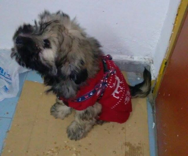 Βρέθηκε το σκυλάκι της φωτογραφίας στο Χαλκιοπούλειο