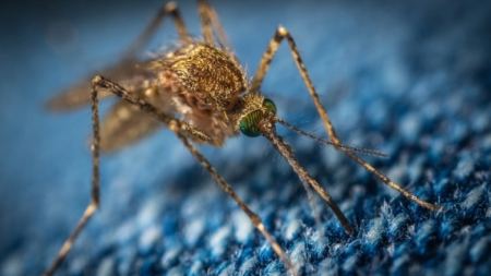 Μελέτη έδειξε πως τα κουνούπια επιλέγουν ποιους ανθρώπους θα τσιμπήσουν