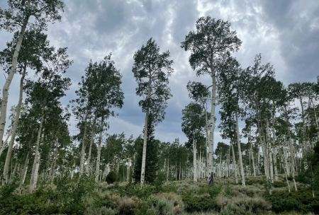 Σπάνιο φαινόμενο: Άλσος με το μεγαλύτερο δέντρο στον κόσμο παράγει μοναδικούς ήχους