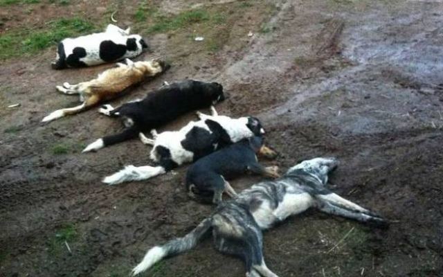 Φθιώτιδα: Μαζική δολοφονία σκυλιών στο Μαρίνι