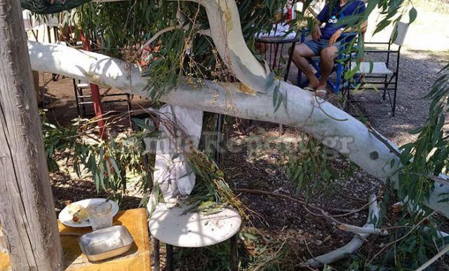 Λαμιώτης επαγγελματίας κινδύνευσε να καταπλακωθεί από δέντρο (ΦΩΤΟ)