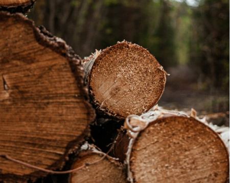 Το υπουργείο Ανάπτυξης απαγορεύει την εξαγωγή ξύλων έως το Μάρτιο