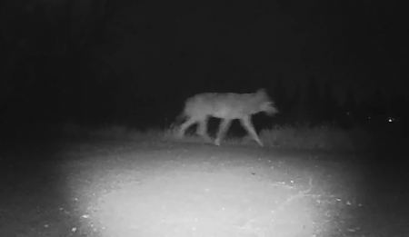 Βίντεο δείχνει λύκο να περιφέρεται δίπλα σε νηπιαγωγείο στις Σέρρες