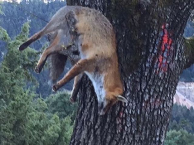 Σκότωσαν και κρέμασαν αλεπού σε δέντρο