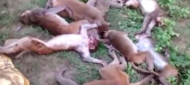 Απίστευτο περιστατικό: 12 πίθηκοι πέθαναν από ανακοπή ταυτόχρονα - Φοβήθηκαν μια τίγρη