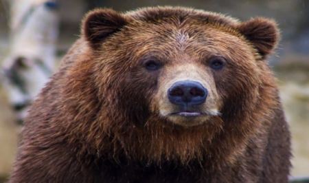 Ανάρπαστο το κρέας αρκούδας στους αυτόματους πωλητές στην Ιαπωνία