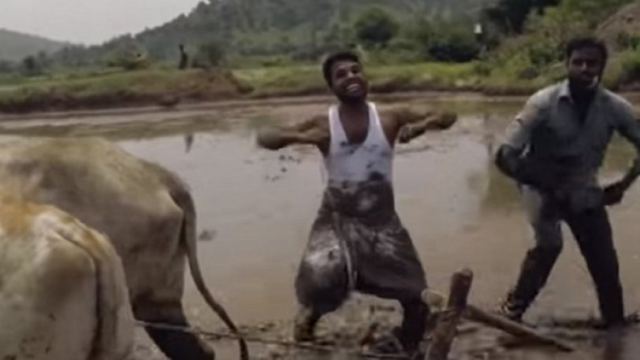Ινδοί αγρότες «εκτελούν» το Kiki Challenge μέσα στις λάσπες με «όχημα» ένα ζευγάρι βόδια (vid)