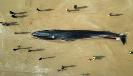 Το κουφάρι μιας φάλαινας 30 τόνων σε παραλία έγινε τουριστική ατραξιόν (ΒΙΝΤΕΟ)