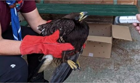 Μυτιλήνη: Πρόσκοποι διέσωσαν σπάνιο αρπακτικό πουλί, έναν απειλούμενο στικταετό – «Περήφανος ταξιδιώτης των αιθέρων»