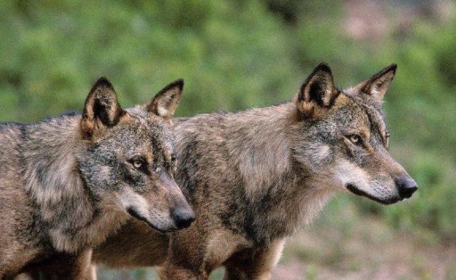 Εμφανίστηκαν λύκοι σε κατοικημένες περιοχές του Δήμου Δομοκού
