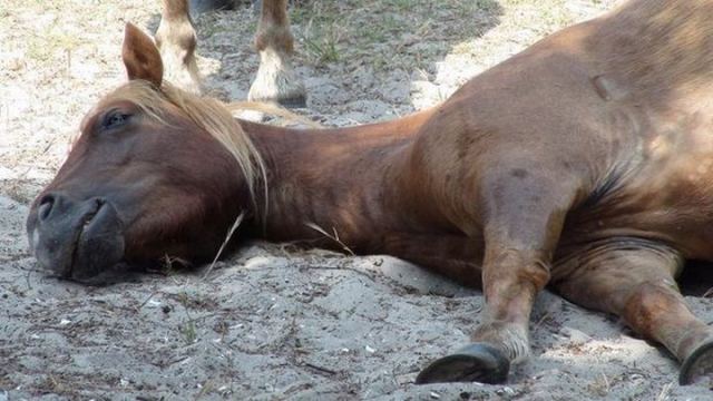 Ευρυτανία: Πυροβόλησαν και σκότωσαν άγριο άλογο