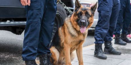 Στερεά: Ο αστυνομικός σκύλος «ξετρύπωσε» πάνω από 2 κιλά χασίς (ΦΩΤΟ)