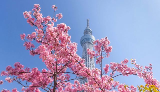 Άνθισαν οι κερασιές στο Τόκιο - 10 μέρες νωρίτερα η περίοδος ανθοφορίας