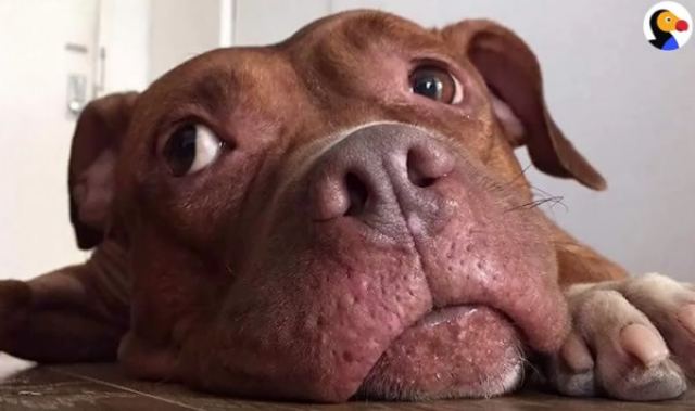 Αυτός ο σκύλος ήταν δεμένος σε αλυσίδα για 8 χρόνια - Τώρα κάνει μια ζωή παραμυθένια!