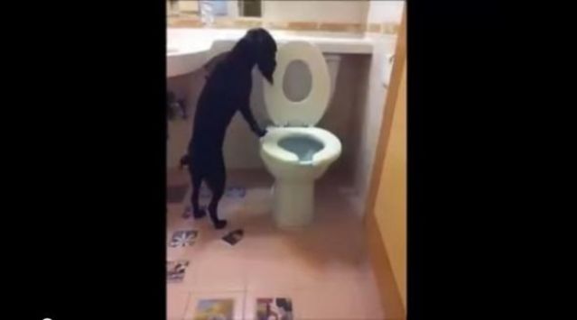 Ο σκύλος που χρησιμοποιεί την τουαλέτα – ΒΙΝΤΕΟ