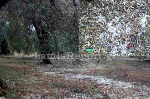 Εικόνες καταστροφής στα ελαιόδεντρα της Ανατ. Φθιώτιδας