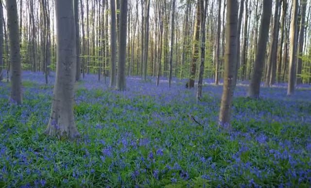 Το μοναδικό μπλε δάσος στις Βρυξέλλες