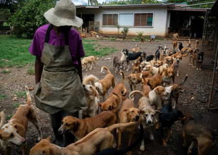 Η πανδημία γέμισε τα νησιά Φίτζι με αδέσποτα: Μόνο στη Σούβα κυκλοφορούν ελεύθερα σχεδόν 30.000 σκυλιά