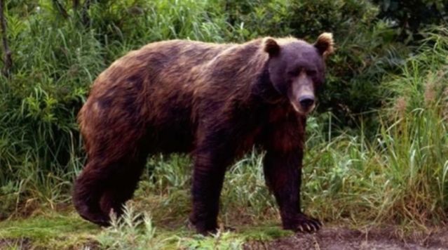 Ρωσία: Πεινασμένες αρκούδες έκαναν κατάληψη σε… νεκροταφεία