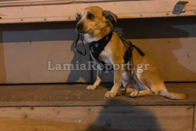 Λαμία: Βρέθηκε ο ιδιοκτήτης του σκυλάκου που ήταν δεμένος