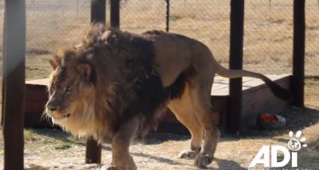 Το «πιο μοναχικό λιοντάρι του κόσμου» επέστρεψε στο φυσικό του περιβάλλον: «Μας έκανε όλους να δακρύσουμε»
