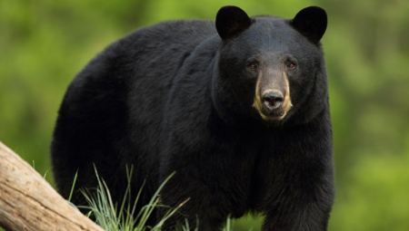 Παράξενος συγκάτοικος: Οικογένεια εντόπισε μαύρη αρκούδα στην αυλή της και την άφησε να κοιμηθεί