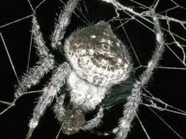 Οι αράχνες κάνουν στοματικό σεξ (Οι αρσενικές στις θηλυκές)