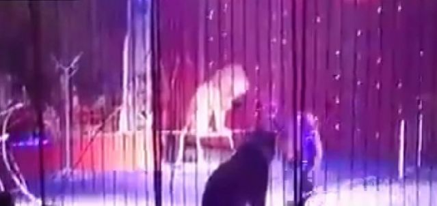 Βίντεο: Πανικός σε τσίρκο - Λιοντάρι χύμηξε σε θηριοδαμαστή
