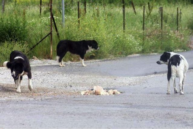 Επίθεση αδέσποτων σκυλιών σε Λαμιώτη που περπατούσε στα Γαλανέικα