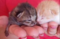 Βρέθηκαν γατάκια στην Άμπλιανη - Μπορείτε να βοηθήσετε;