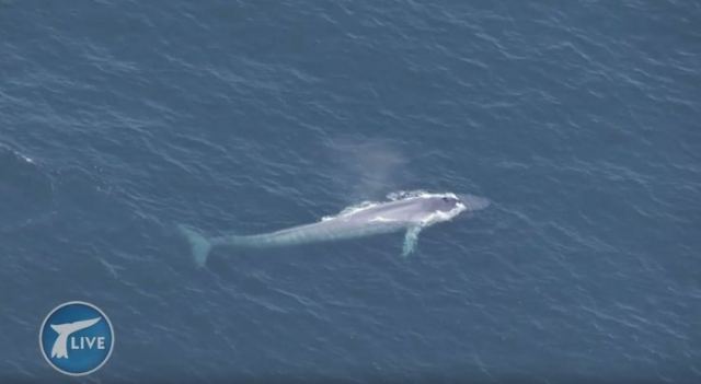Γαλάζια φάλαινα διακόπτει... τηλεοπτική συνέντευξη! [Βίντεο]