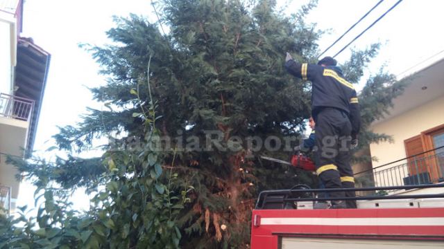 Λαμία: Έκοψαν επικίνδυνο δέντρο μέσα στην πόλη