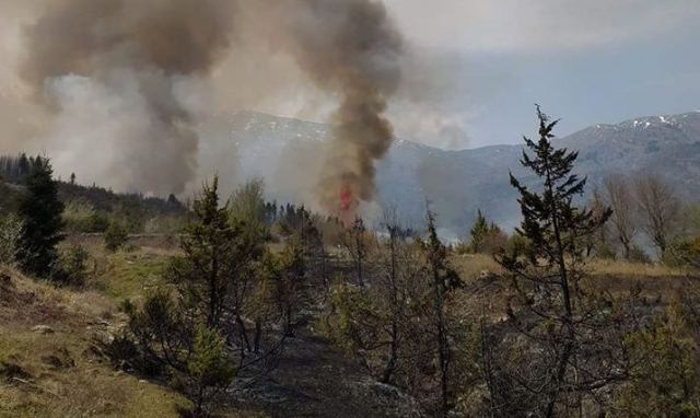 Άγραφα: Πυρκαγιά σε ελατόδασος – Ζητήθηκε η συνδρομή εναέριων μέσων