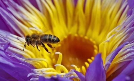 Εντοπίστηκαν μέλισσες που βάζουν αρώματα για να προσελκύσουν το ταίρι τους