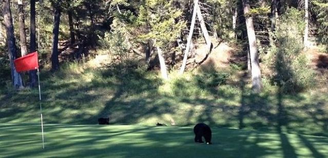 Εκπληκτικό βίντεο: Αρκουδάκι χορεύει γύρω από το σημαιάκι του γκολφ